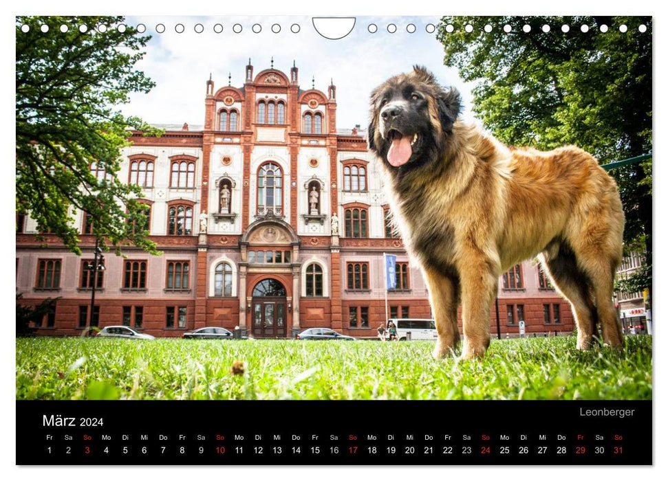 Rostock Citydogs - Der Stadthundekalender (CALVENDO Wandkalender 2024)