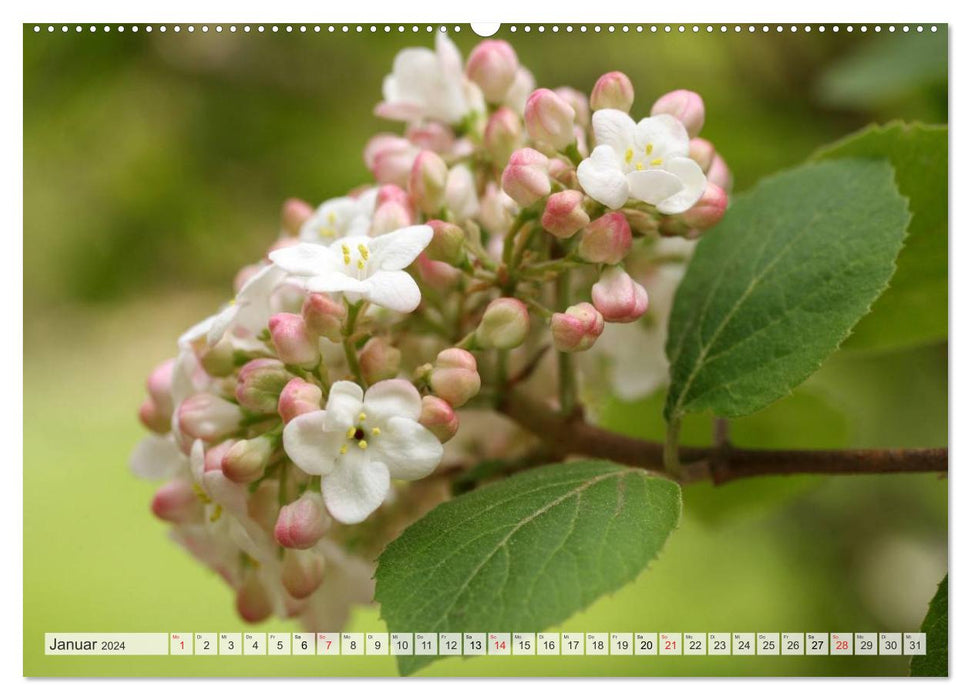 Danse des fleurs en blanc (Calvendo Premium Wall Calendar 2024) 