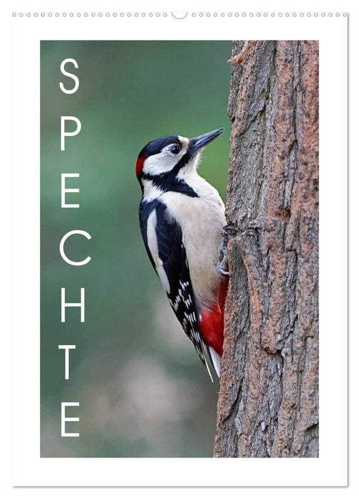 Woodpeckers (CALVENDO wall calendar 2024) 