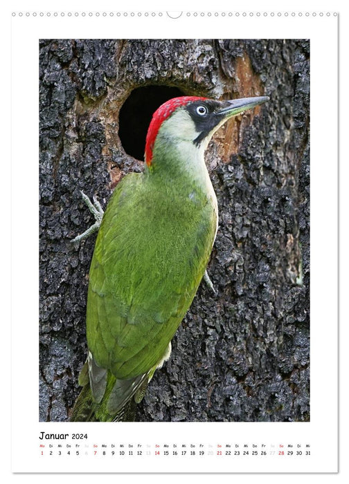 Woodpeckers (CALVENDO wall calendar 2024) 