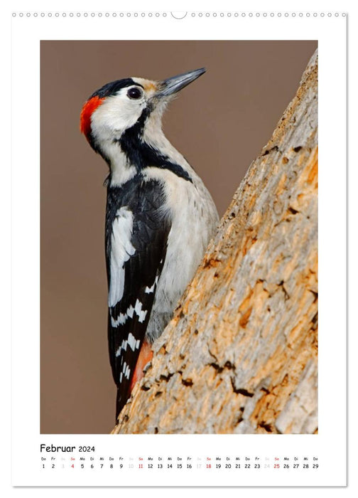 Woodpeckers (CALVENDO wall calendar 2024) 