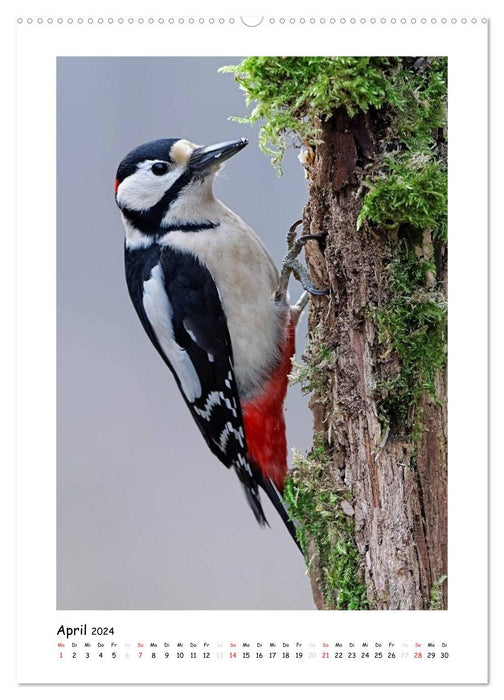 Woodpeckers (CALVENDO wall calendar 2024) 