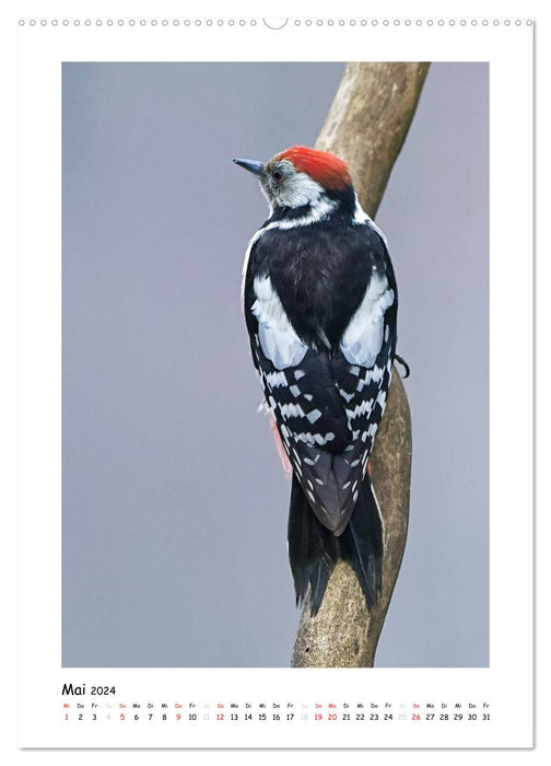 Woodpeckers (CALVENDO wall calendar 2024) 