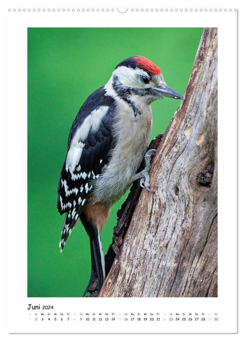 Woodpeckers (CALVENDO wall calendar 2024) 