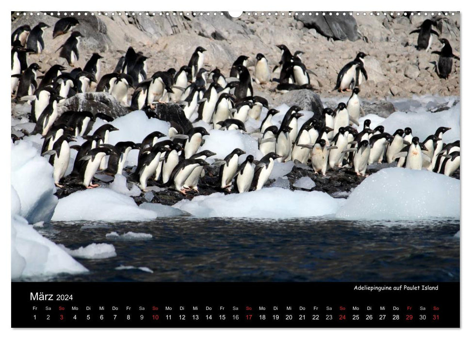Beauties of Antarctica (CALVENDO Premium Wall Calendar 2024) 