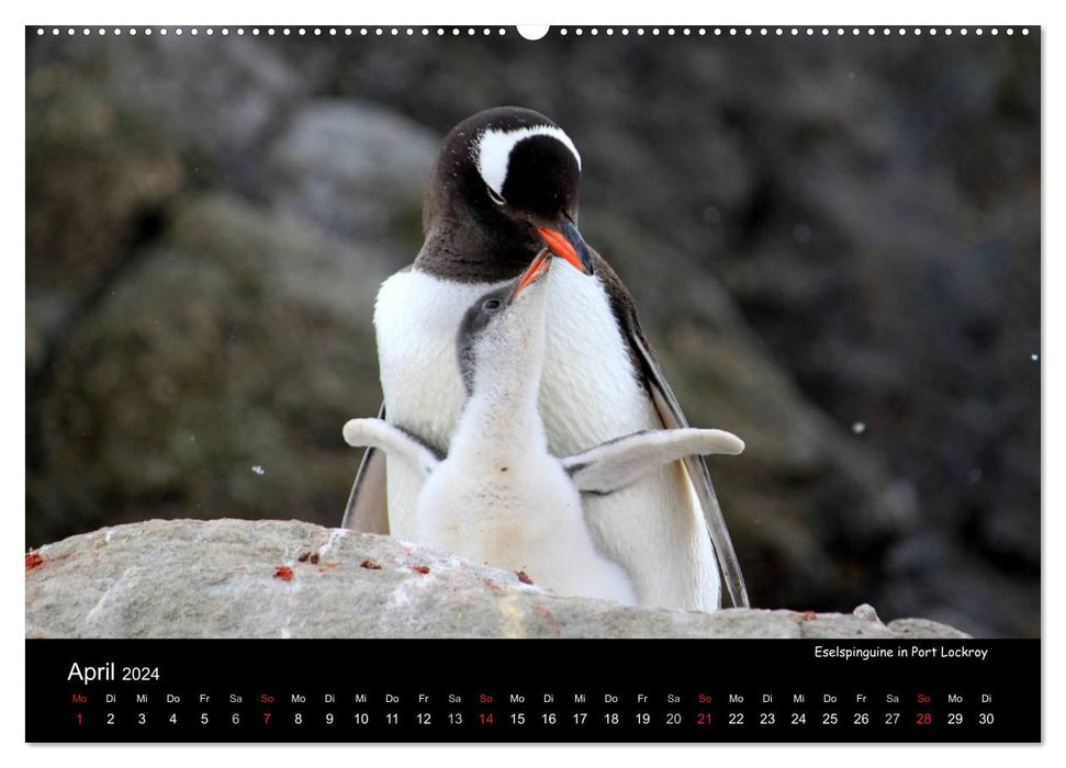 Schönheiten der Antarktis (CALVENDO Premium Wandkalender 2024)