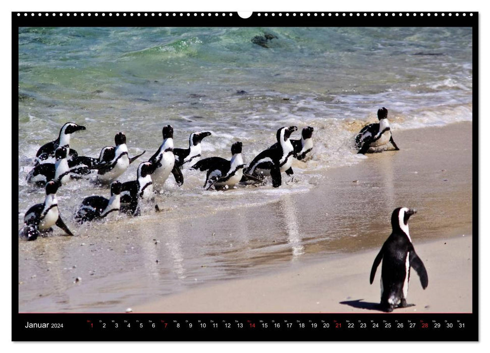 SOUTH AFRICA moments (CALVENDO wall calendar 2024) 