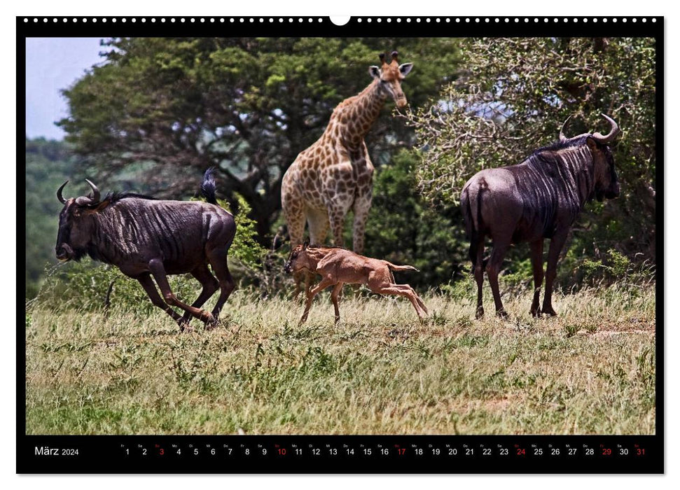 SOUTH AFRICA moments (CALVENDO wall calendar 2024) 