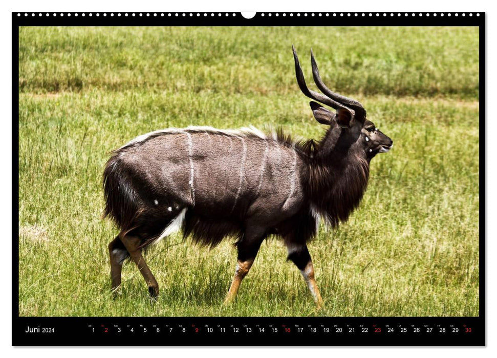 SOUTH AFRICA moments (CALVENDO wall calendar 2024) 