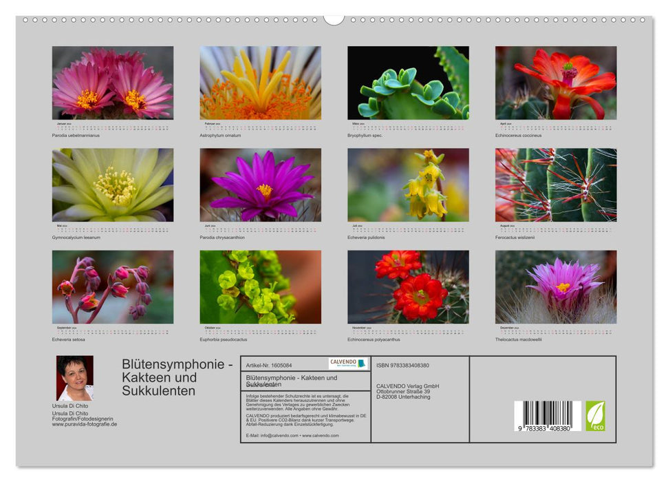Blütensymphonie - Kakteen und Sukkulenten (CALVENDO Premium Wandkalender 2024)
