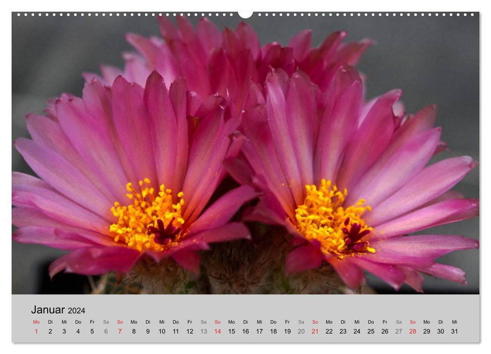 Blütensymphonie - Kakteen und Sukkulenten (CALVENDO Premium Wandkalender 2024)