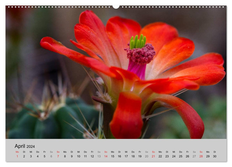 Flower Symphony - Cacti and Succulents (CALVENDO Premium Wall Calendar 2024) 