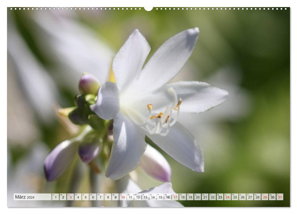 Flower dance in white (CALVENDO wall calendar 2024) 
