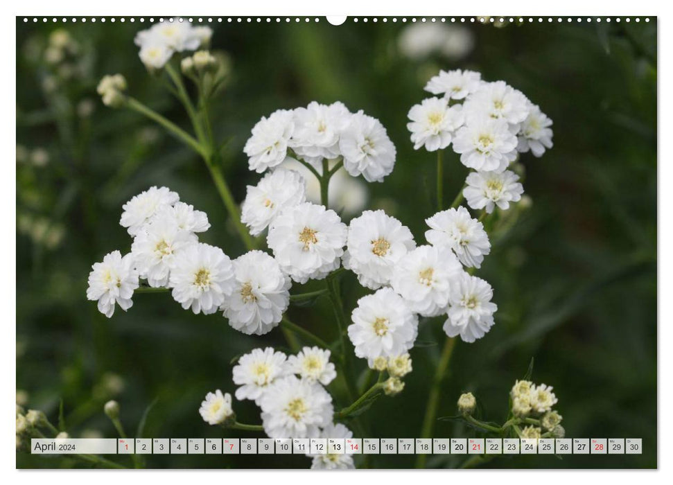 Blütentanz in Weiß (CALVENDO Wandkalender 2024)