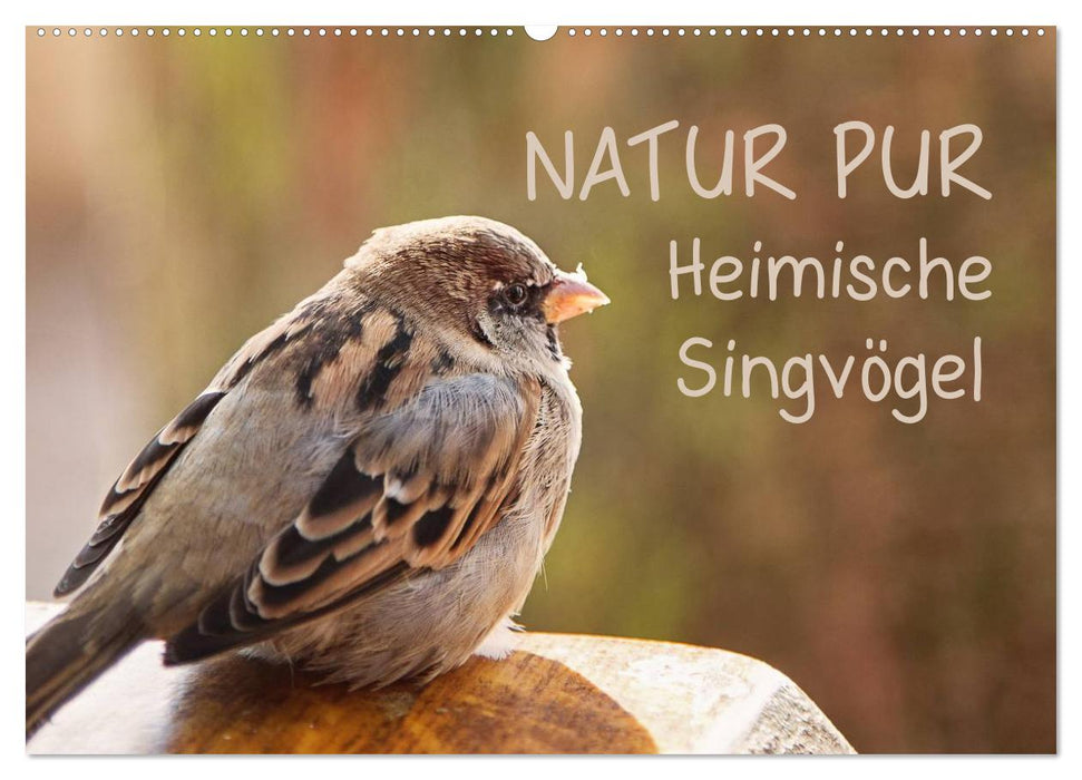 NATUR PUR Heimische Singvögel (CALVENDO Wandkalender 2024)