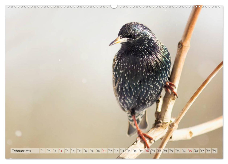 NATUR PUR Heimische Singvögel (CALVENDO Wandkalender 2024)