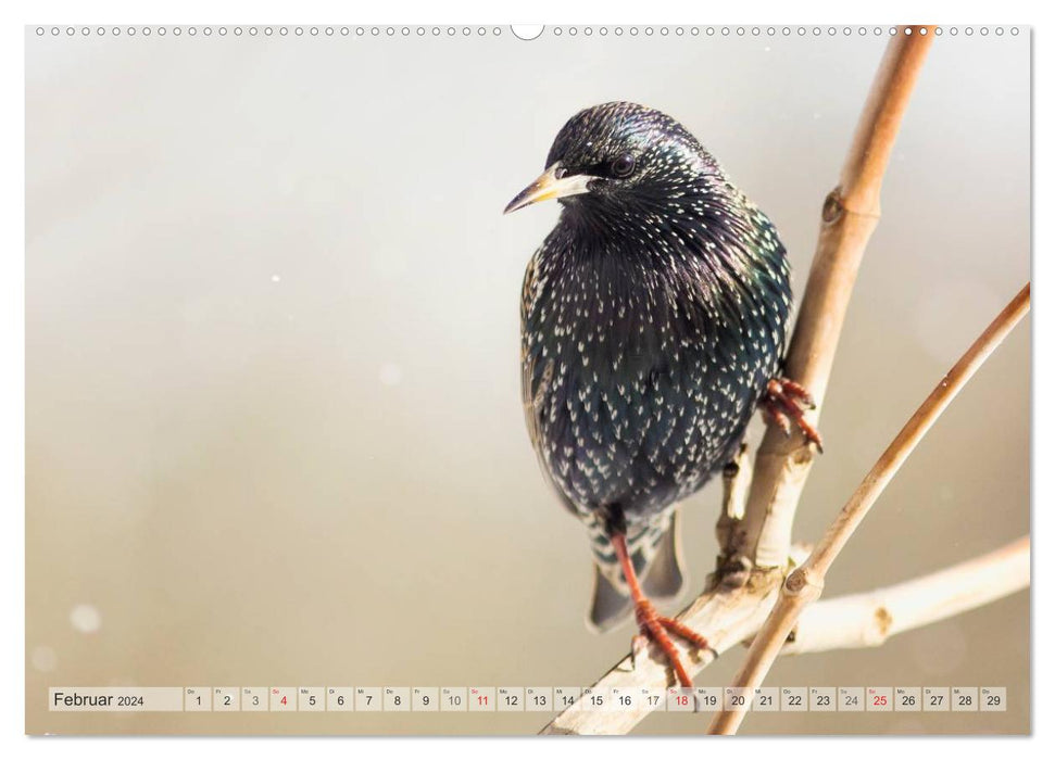 PURE NATURE Local songbirds (CALVENDO wall calendar 2024) 