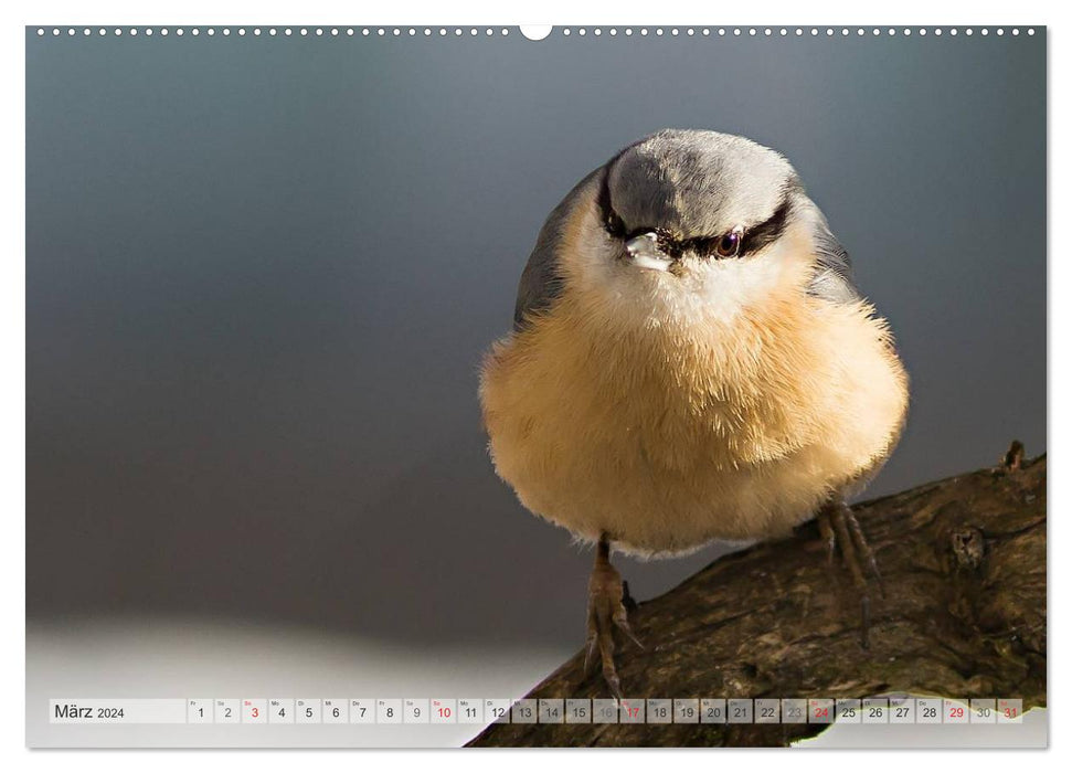 PURE NATURE Oiseaux chanteurs locaux (Calendrier mural CALVENDO 2024) 