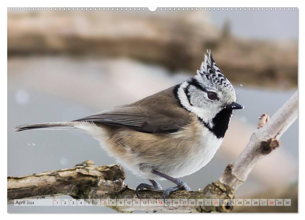 PURE NATURE Oiseaux chanteurs locaux (Calendrier mural CALVENDO 2024) 