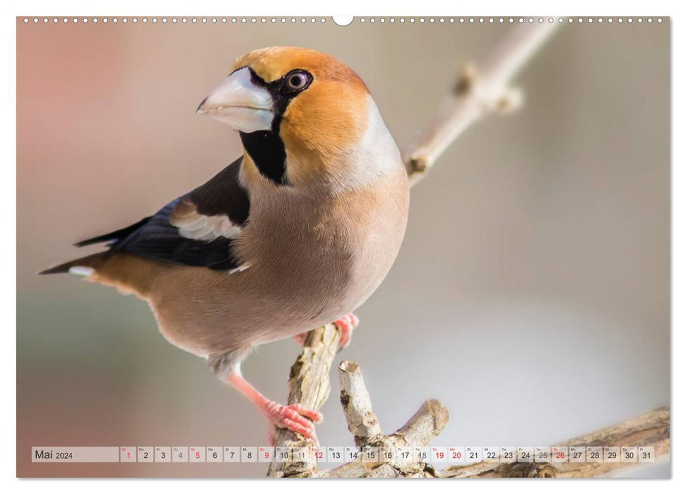 PURE NATURE Local songbirds (CALVENDO wall calendar 2024) 