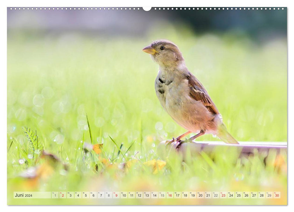 PURE NATURE Oiseaux chanteurs locaux (Calendrier mural CALVENDO 2024) 