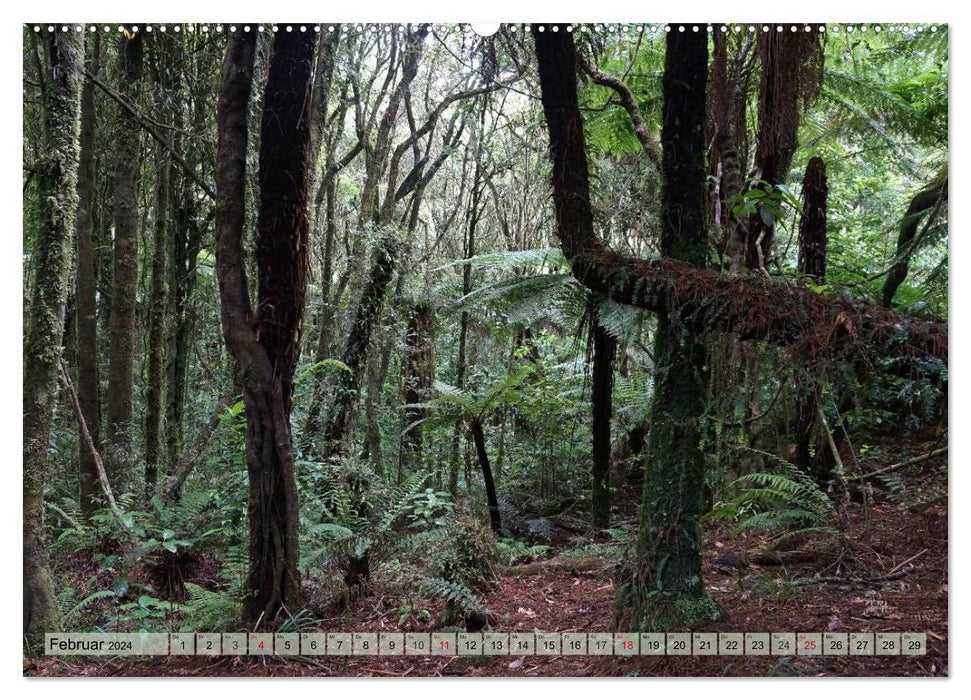 Forêt primaire - Nouvelle-Zélande (Calendrier mural CALVENDO 2024) 