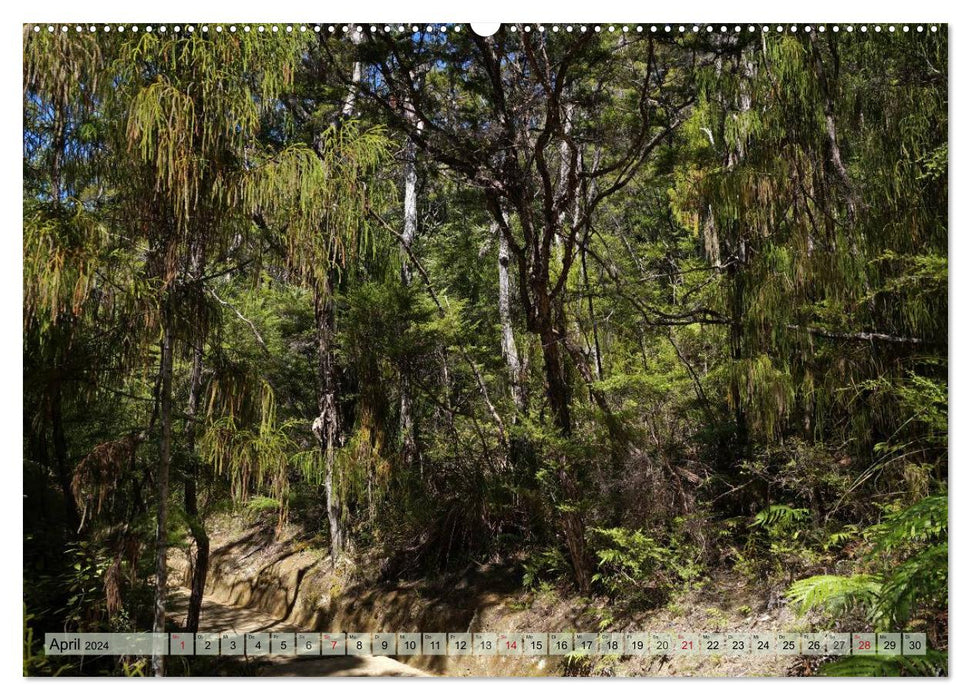 Primary forest - New Zealand (CALVENDO wall calendar 2024) 