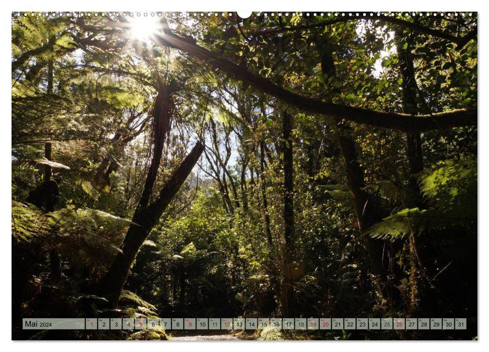 Primärwald - Neuseeland (CALVENDO Wandkalender 2024)