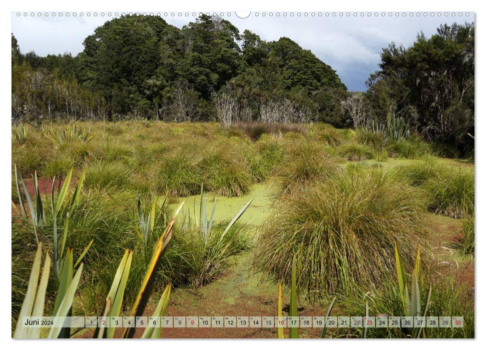 Forêt primaire - Nouvelle-Zélande (Calendrier mural CALVENDO 2024) 