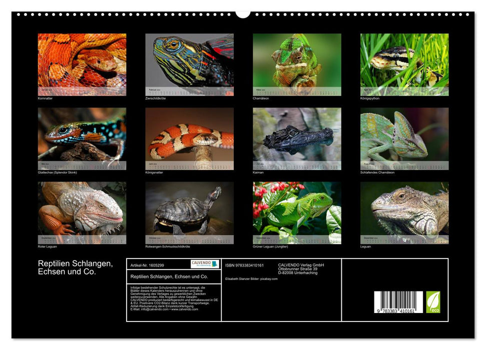 Reptilien Schlangen, Echsen und Co. (CALVENDO Premium Wandkalender 2024)