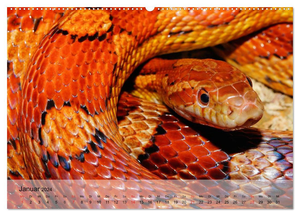 Reptiles, snakes, lizards and co. (CALVENDO Premium Wall Calendar 2024) 
