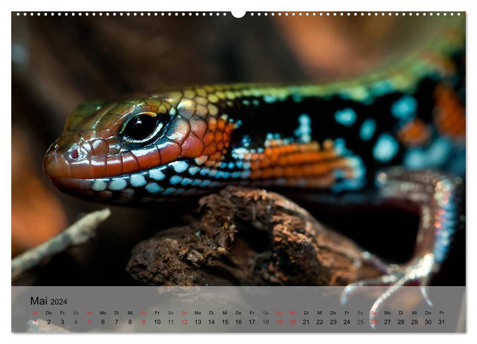 Reptiles, snakes, lizards and co. (CALVENDO Premium Wall Calendar 2024) 