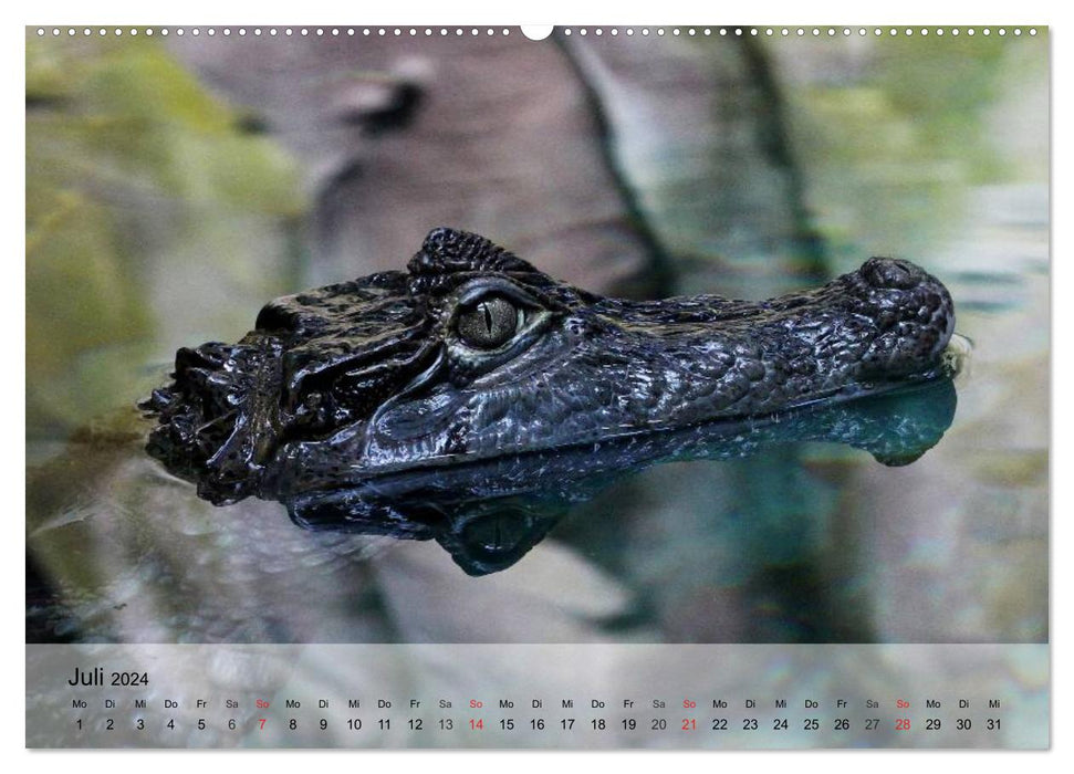 Reptilien Schlangen, Echsen und Co. (CALVENDO Premium Wandkalender 2024)