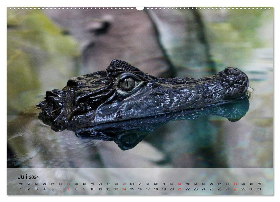 Reptiles, snakes, lizards and co. (CALVENDO Premium Wall Calendar 2024) 