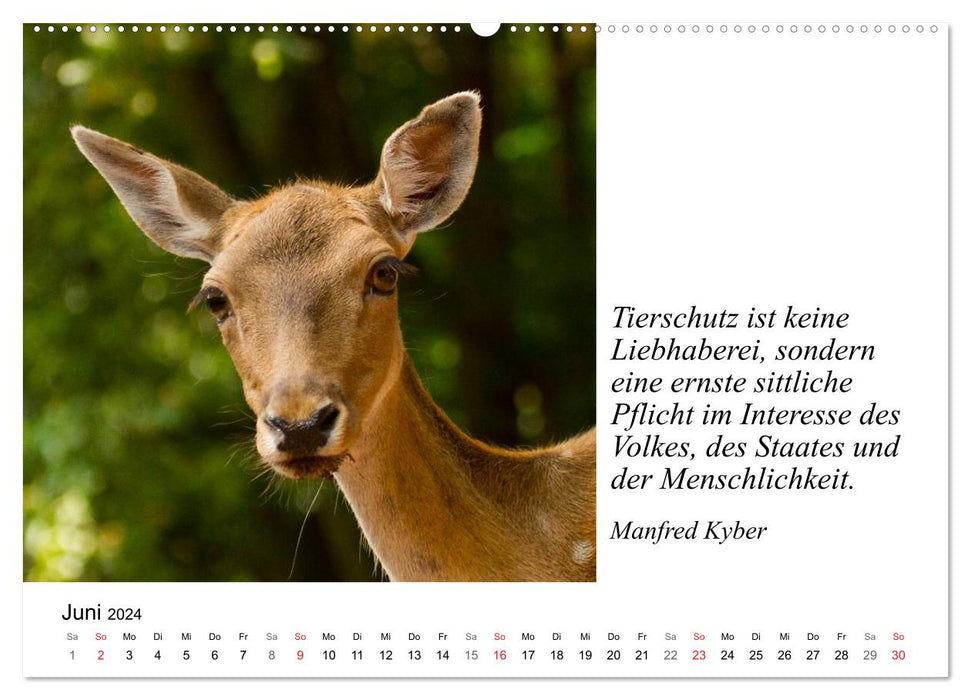 Tierische Weisheiten (CALVENDO Wandkalender 2024)