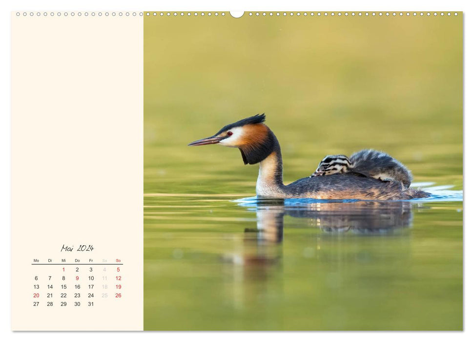 Naturstreifzüge. Fauna an heimischen Flüssen und Seen (CALVENDO Premium Wandkalender 2024)