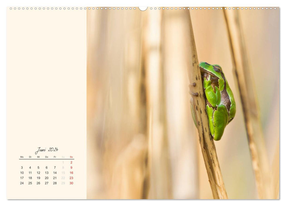 Nature forays. Fauna on local rivers and lakes (CALVENDO Premium Wall Calendar 2024) 