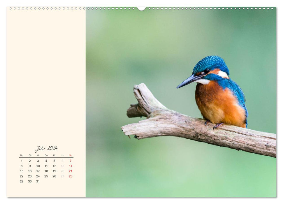 Nature forays. Fauna on local rivers and lakes (CALVENDO Premium Wall Calendar 2024) 