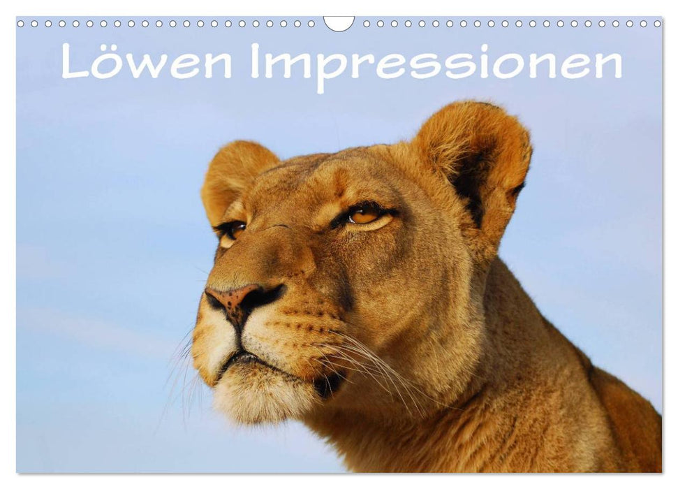 Impressions de lion (calendrier mural CALVENDO 2024) 