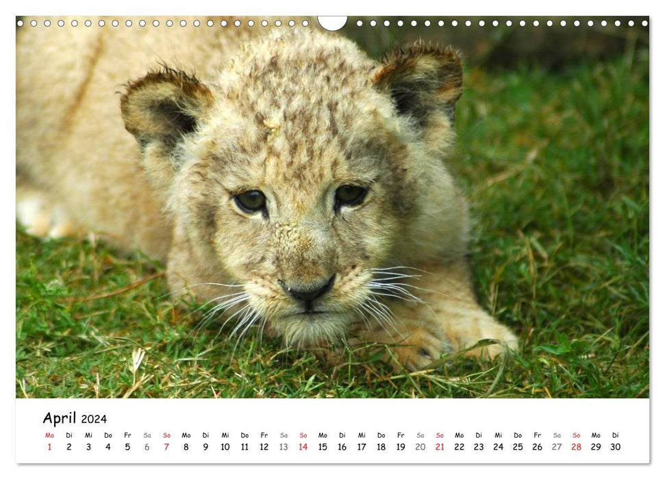 Impressions de lion (calendrier mural CALVENDO 2024) 