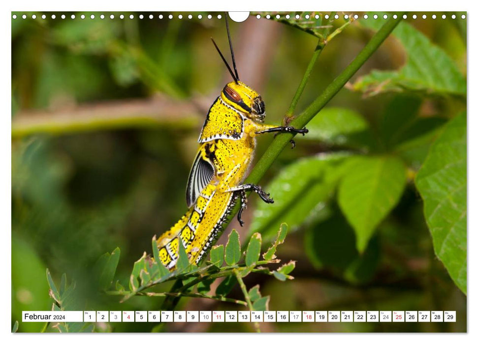 Boa Vista - Cape Verde. The cozy one (CALVENDO wall calendar 2024) 