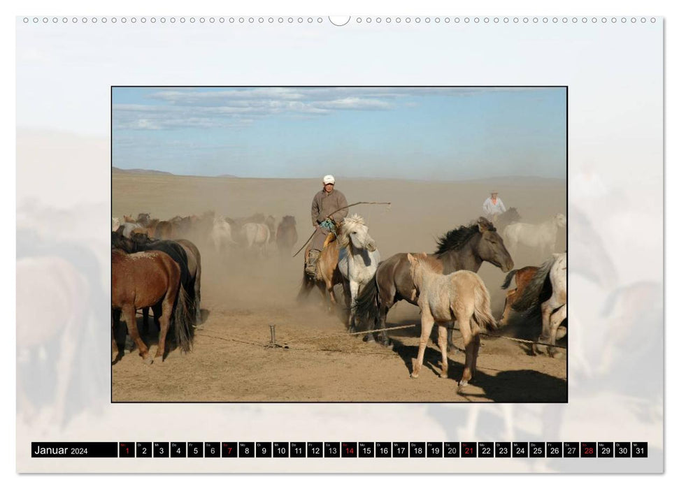 Horse Country Mongolie (Calvendo Premium Calendrier mural 2024) 