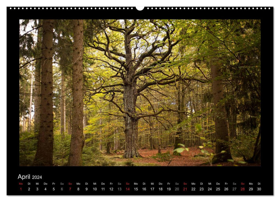 Fairytale Reinhardswald and Sababurg jungle (CALVENDO Premium Wall Calendar 2024) 