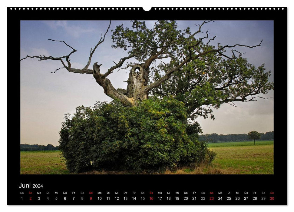 Fairytale Reinhardswald and Sababurg jungle (CALVENDO Premium Wall Calendar 2024) 