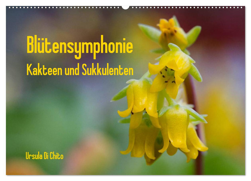 Blütensymphonie - Kakteen und Sukkulenten (CALVENDO Wandkalender 2024)