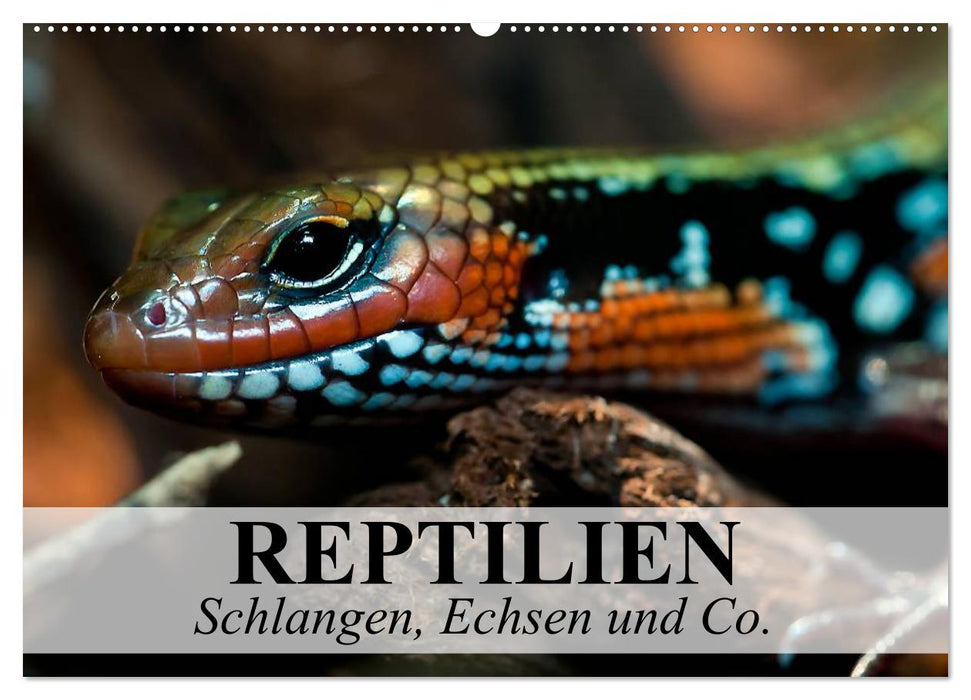 Reptilien Schlangen, Echsen und Co. (CALVENDO Wandkalender 2024)