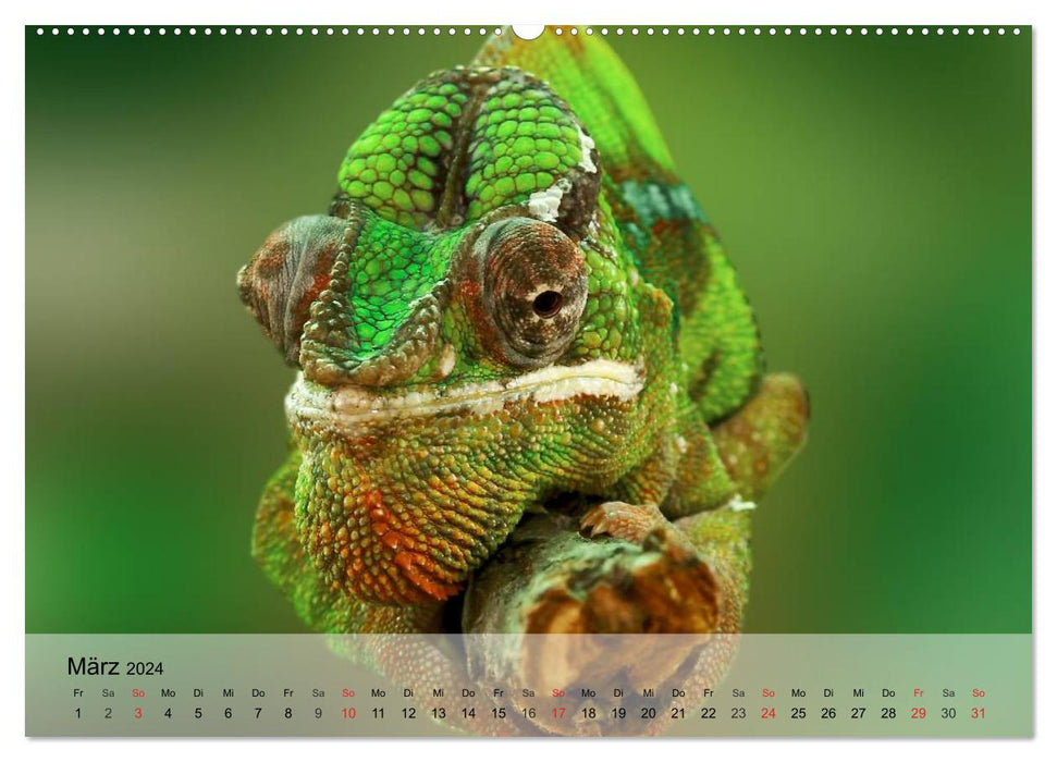 Reptilien Schlangen, Echsen und Co. (CALVENDO Wandkalender 2024)