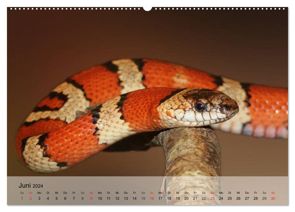 Reptilien Schlangen, Echsen und Co. (CALVENDO Wandkalender 2024)