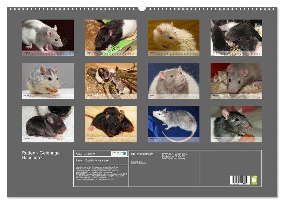 Rats - Docile Pets (CALVENDO Wall Calendar 2024) 