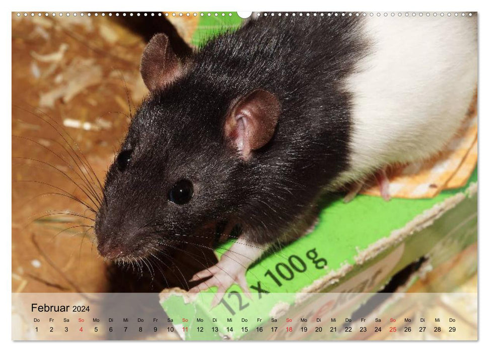 Rats - Docile Pets (CALVENDO Wall Calendar 2024) 